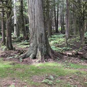 Old Growth Forest in Terrace, BC