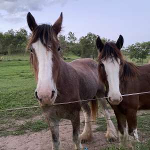 Shiralee Clydesdales Farm Stay