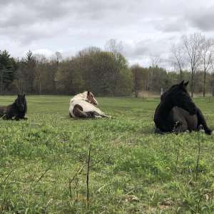 Quiet Family Horse Farm