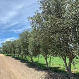 Olive View Estate - Scenic Rim