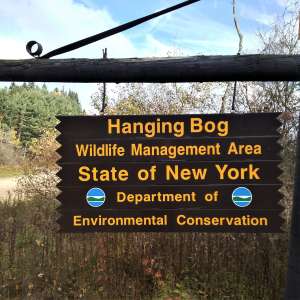 Hanging Bog Big Bass Serenity