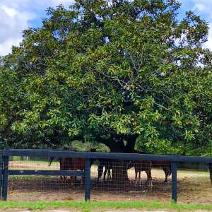Beautiful 400 Acre Horse Farm