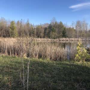 Scenic Cedar Pond