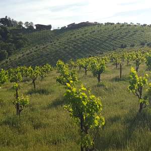 AmByth Estate Vineyard Winery and Farm