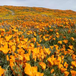 Antelope Valley California Poppy Reserve State Natural Reserve