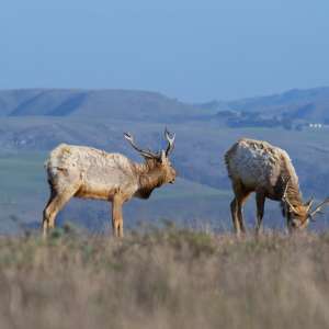 Tule Elk State Natural Reserve