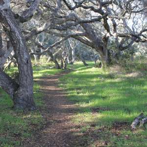 Los Osos Oaks State Natural Reserve