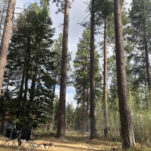 Peaceful Pines Getaway