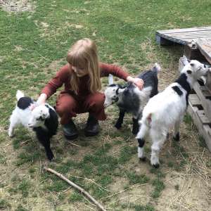 Gaga For Goats