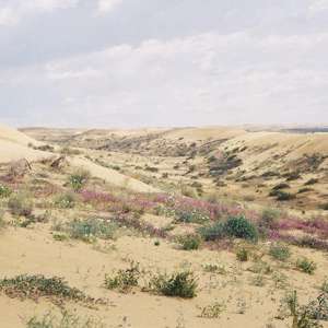 North Algodones Dunes