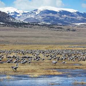 Monte Vista National Wildlife Refuge