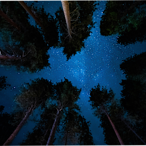 Redwood National Park