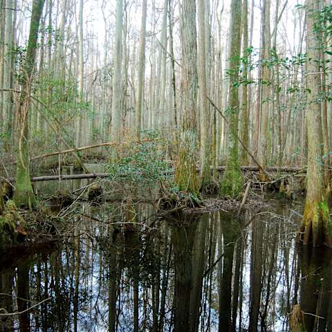 Ocean Pond Campground, Osceola, FL: 1 Hipcamper Review