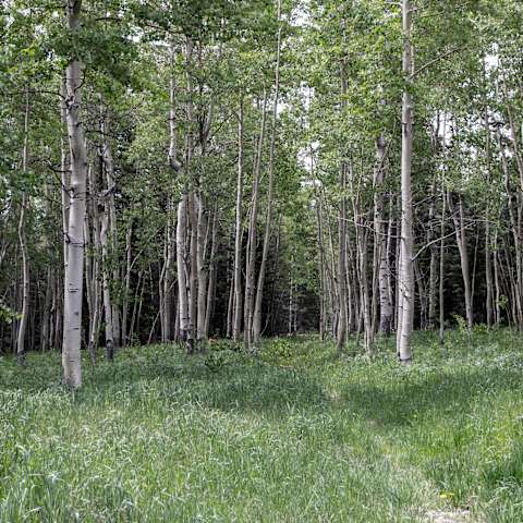 Cutthroat Bay Group Campground, Arapaho, CO: