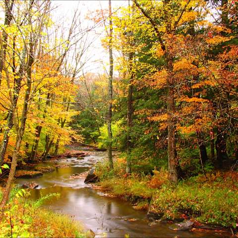 Escape To Allegany’s Quaker Area: Your Unforgettable Campground Adventure