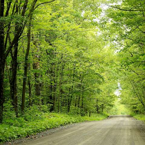 Potomac Group Campground, Finger Lakes National Forest, NY: 1 Photo