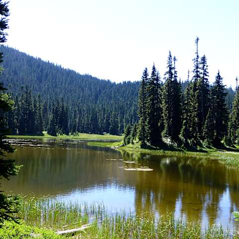 Trout Lake Creek Campground, Gifford Pinchot, WA: