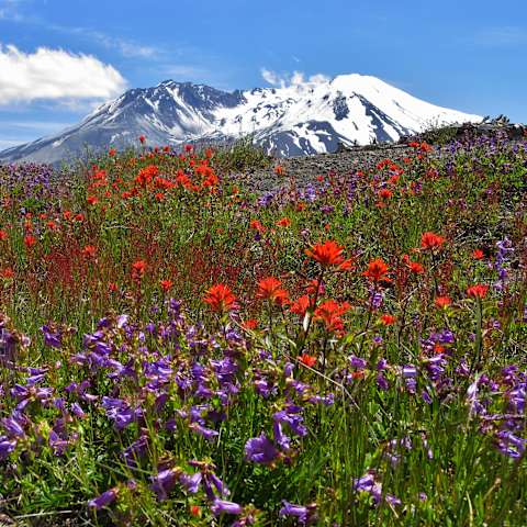 Kalama Horse Camp Campground, Mount St. Helens, WA: 1 Hipcamper Review ...