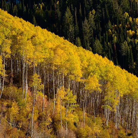 Twelve Mile Flat Campground, Manti La Sal, UT: