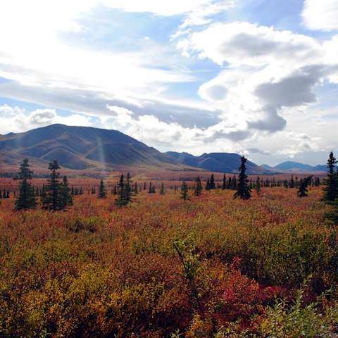 Escape to Wilderness: Your Guide to Sanctuary River Campground in Denali National Park