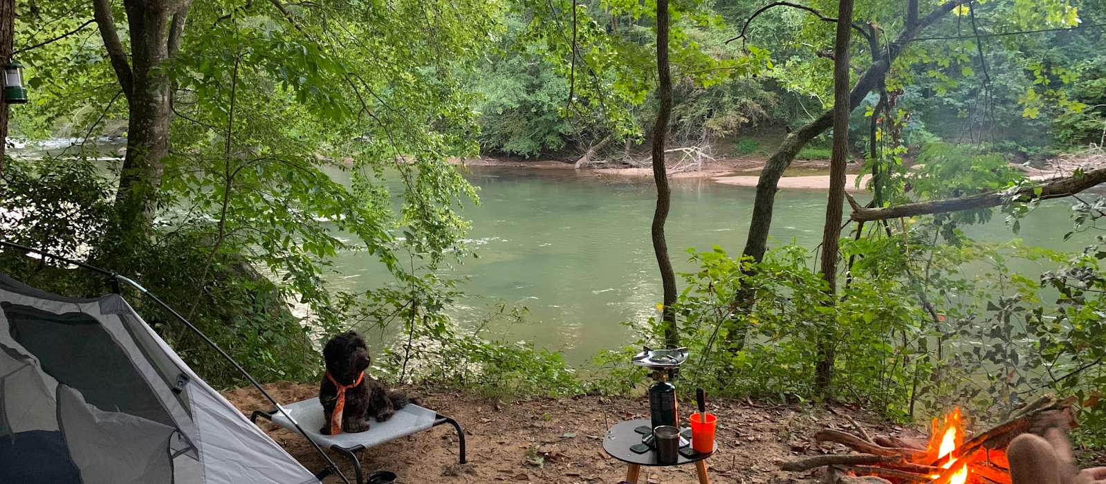 A scenic view of Congaree National Park