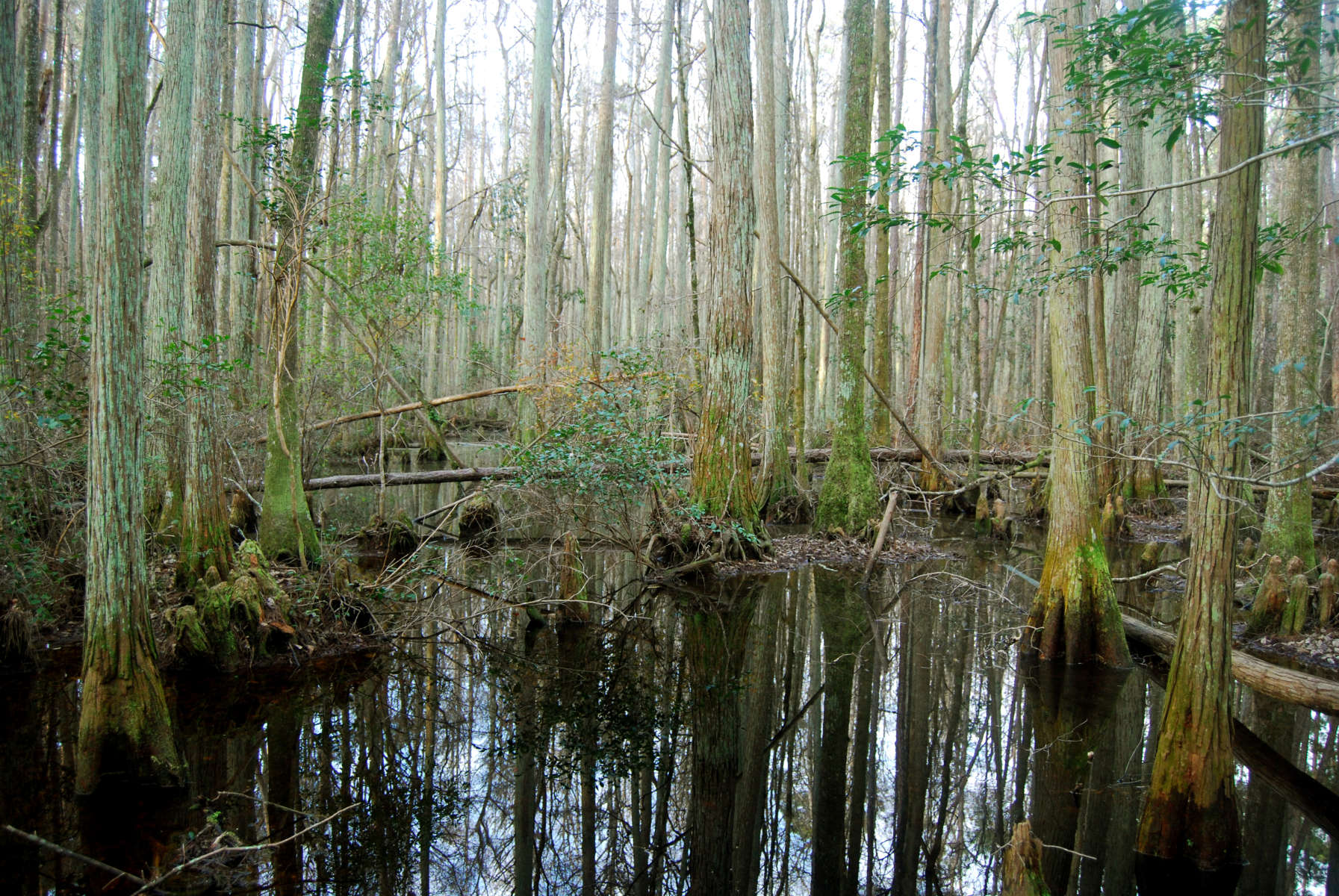 Looking for a place to hunt, camp at on the First Coast? Check out Ocean  Pond at Osceola State Park! 