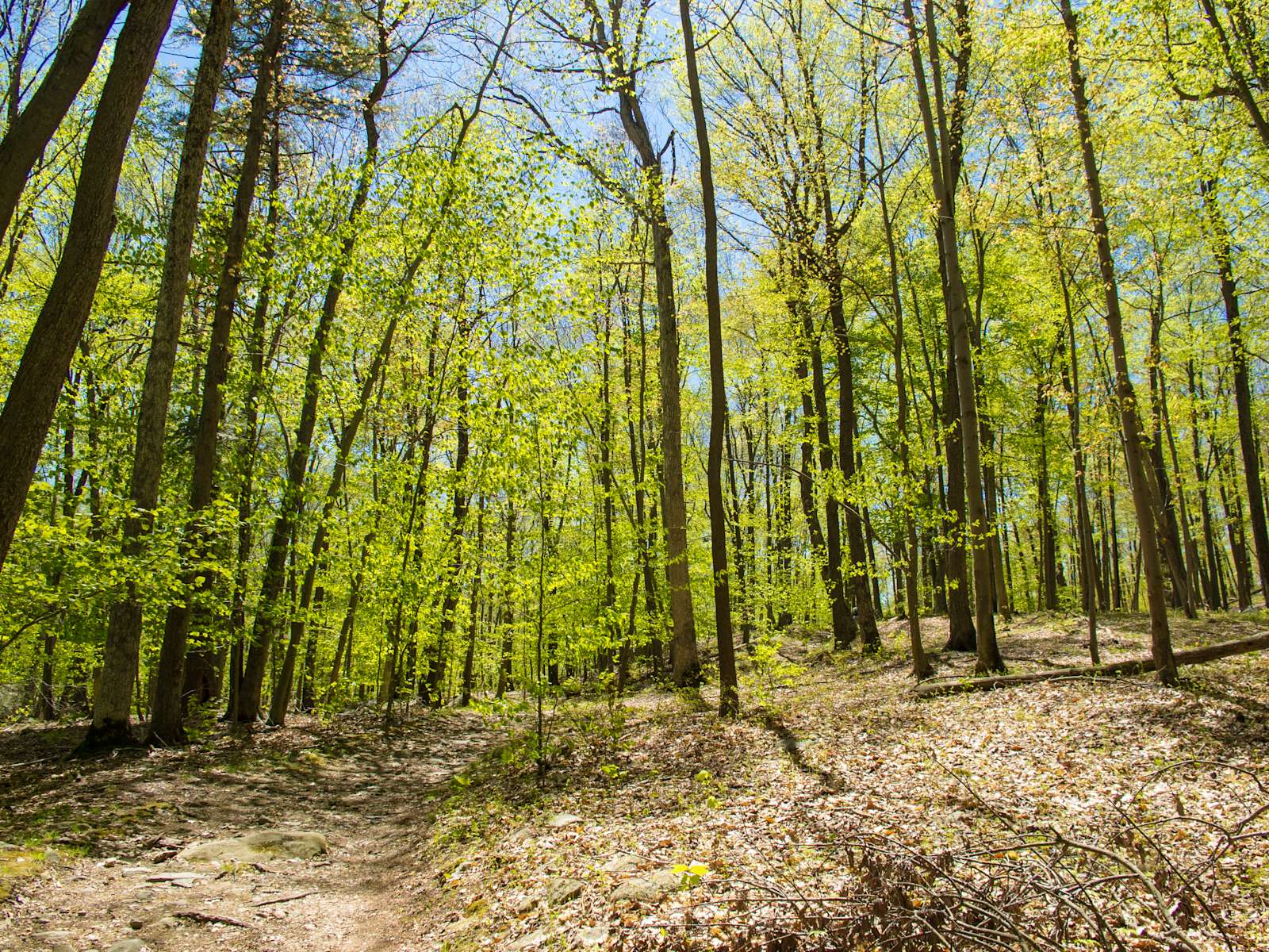 Escape the City: Your Guide to New York's Beaver Pond Campground