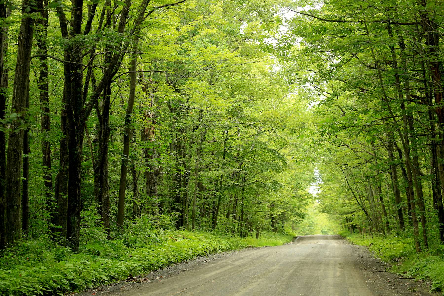 Potomac Group Campground, Finger Lakes National Forest, NY: 1 Photo