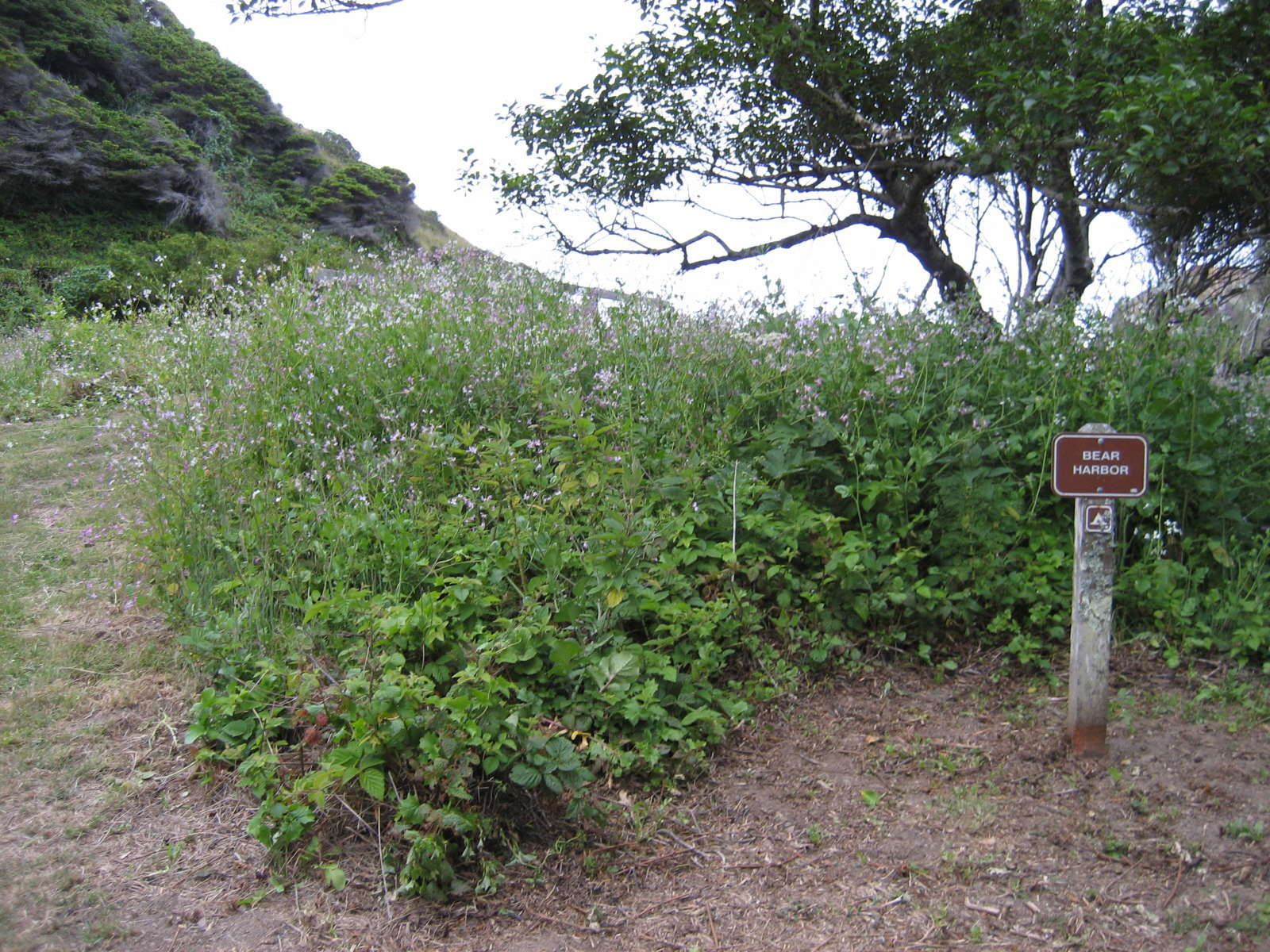 Bear Harbor Camp, Sinkyone Wilderness, CA: 3 Photos