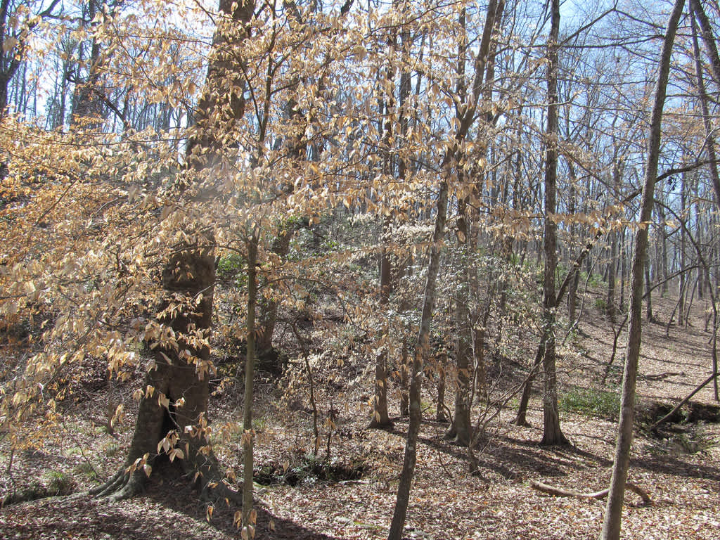 Garner Creek Backcountry Campsite, Kings Mountain, SC 3 Photos
