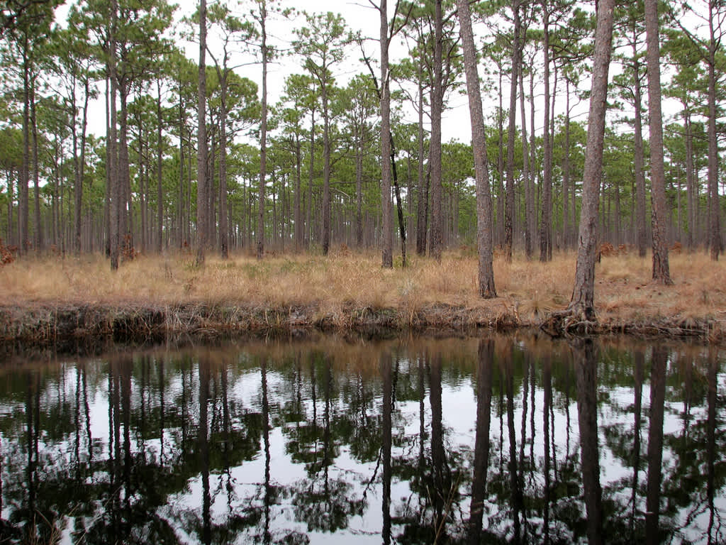 Catfish Waterfowl Impoundment, Croatan, NC
