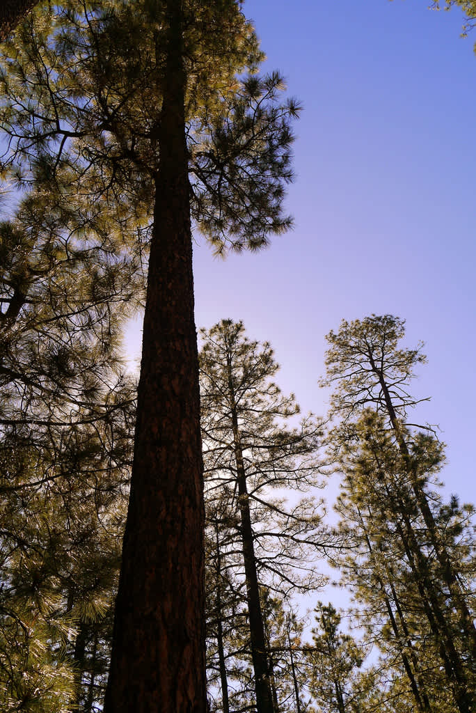 Bachelor Cove Campground, Tonto, AZ: