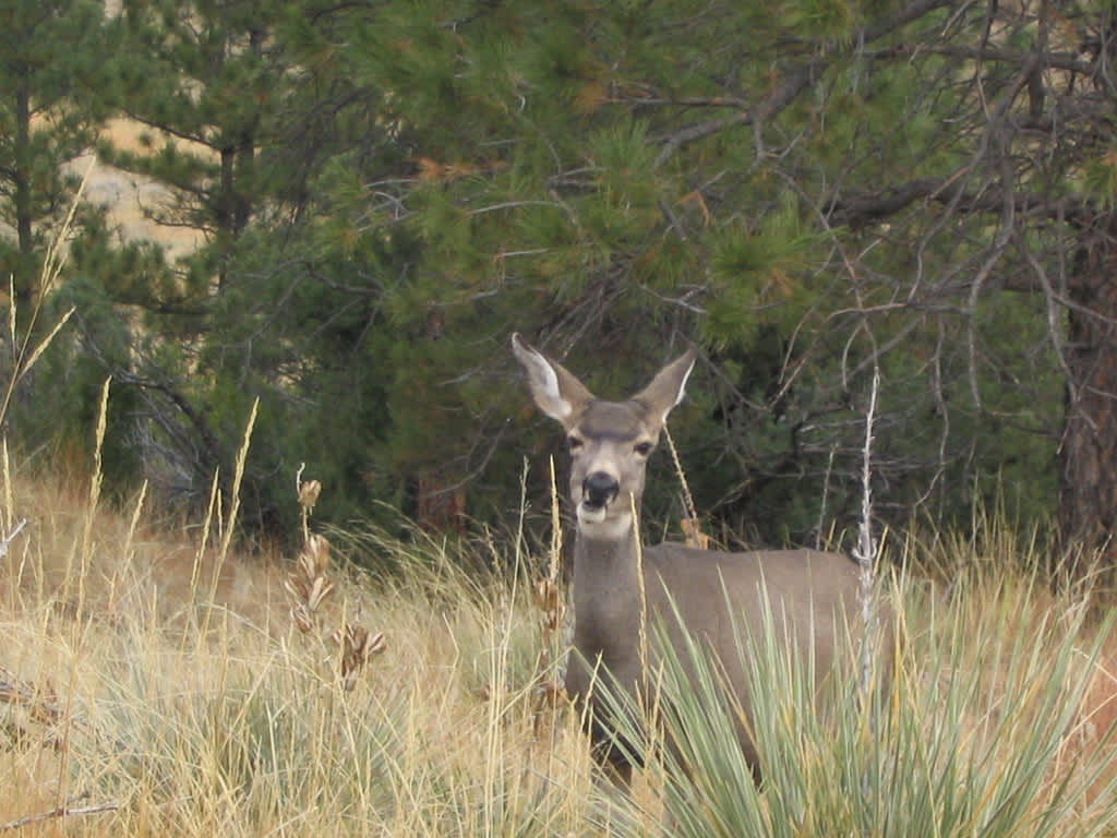 Sandy Beach Campground, Guernsey, WY: