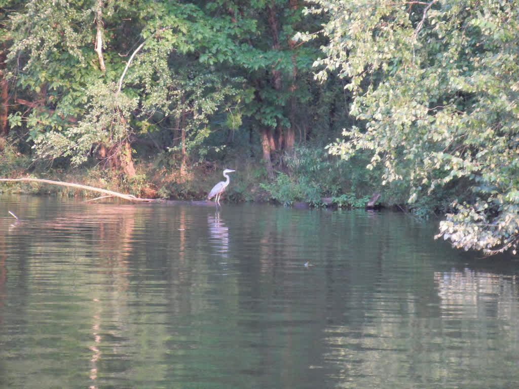 Cedar Branch Campground, Bluestone Wma, WV 1 Hipcamper Review