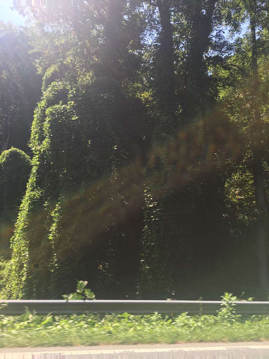 Fires Creek Recreation Area, Nantahala, NC 1 Hipcamper Review And 7 Photos