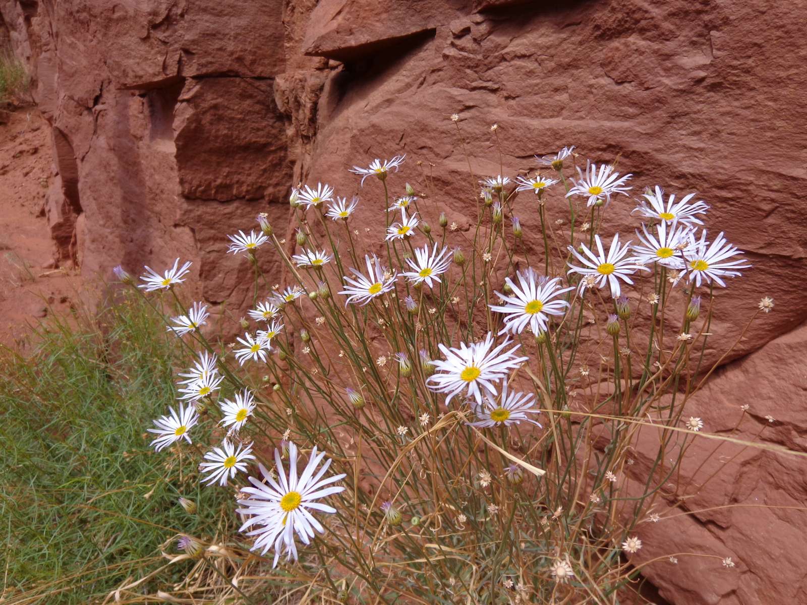 Upper Onion Creek Campground, Moab, UT 3 Hipcamper Reviews And 8 Photos