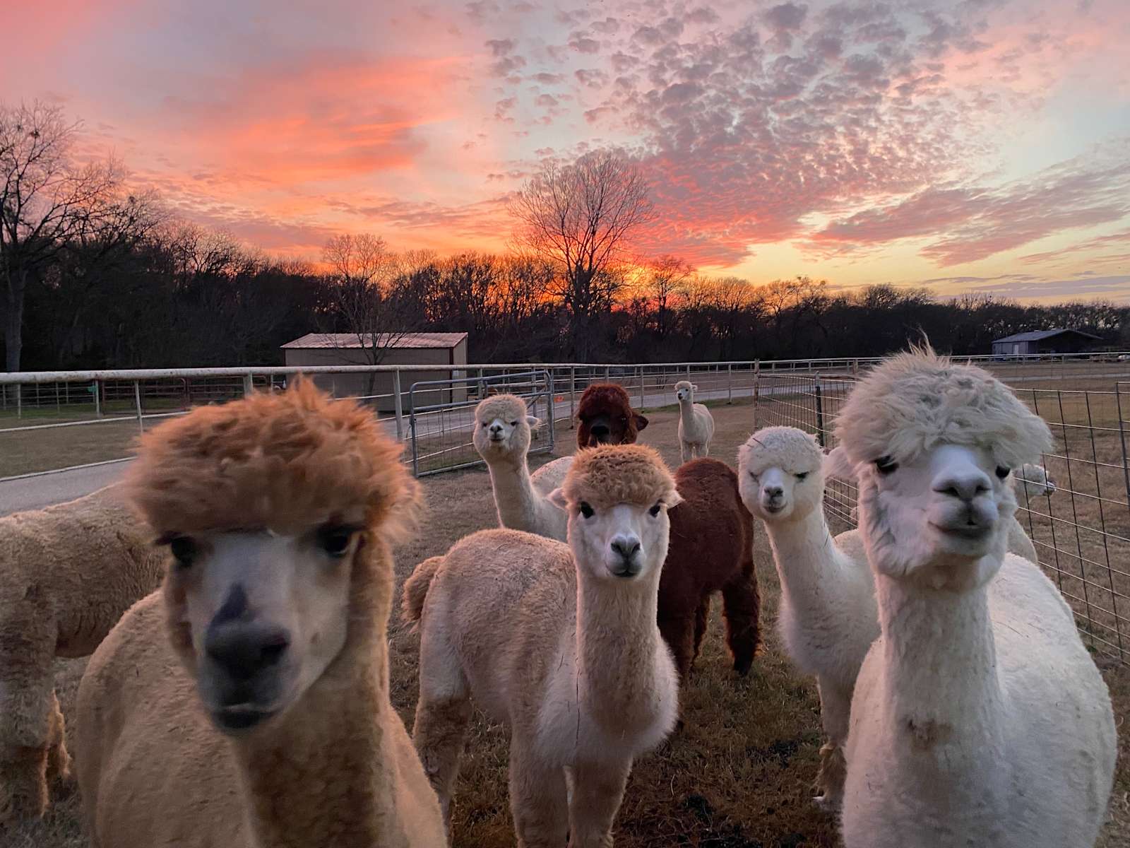 Legendary Alpacas of Texas Hipcamp in , Texas
