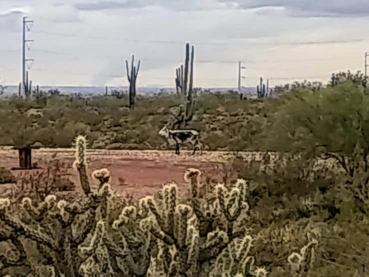 Wild Coyote Ranch, Wild Coyote Ranch, AZ 5 Photos