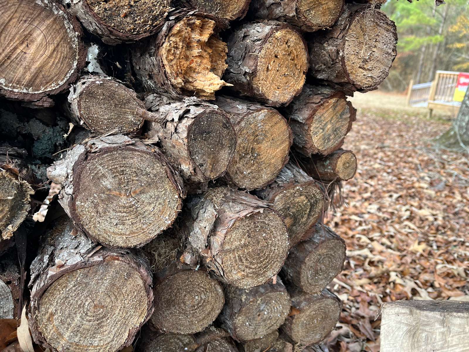 Southern Pines Campground Hipcamp in Marston, North Carolina