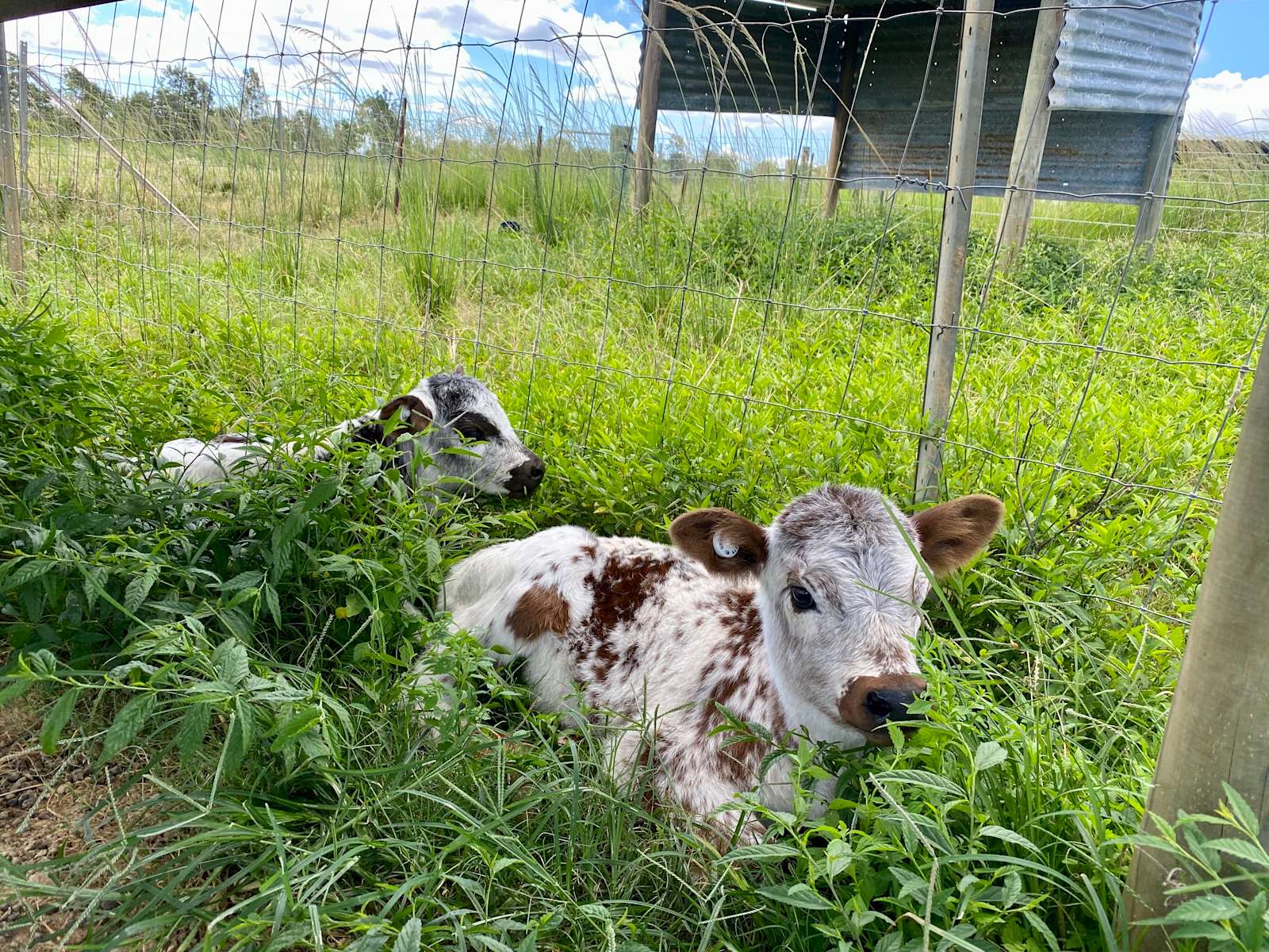 Hectic Valley Farm Hipcamp in , Queensland