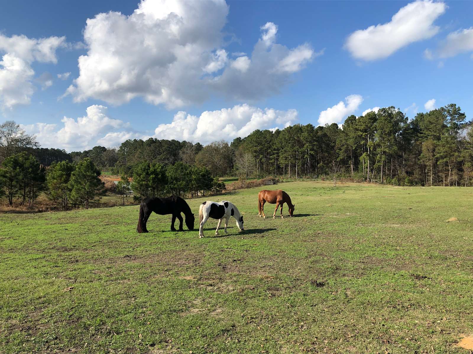 Missing Peace Landing Hipcamp in Seminary, Mississippi