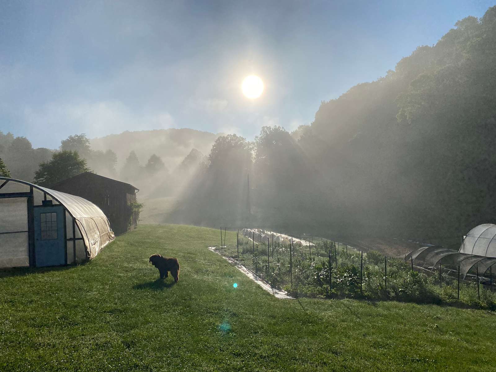 Harvest Table Farm Hipcamp in Meadowview, Virginia