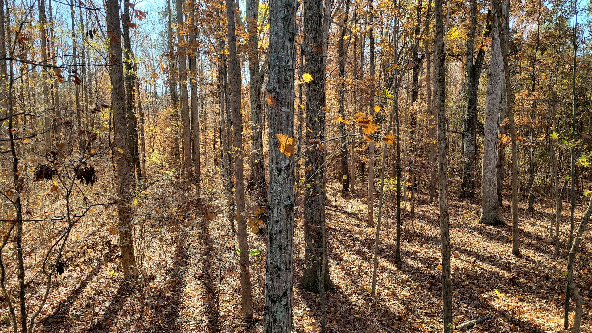 Argentine Camp Hipcamp in Enochville, North Carolina