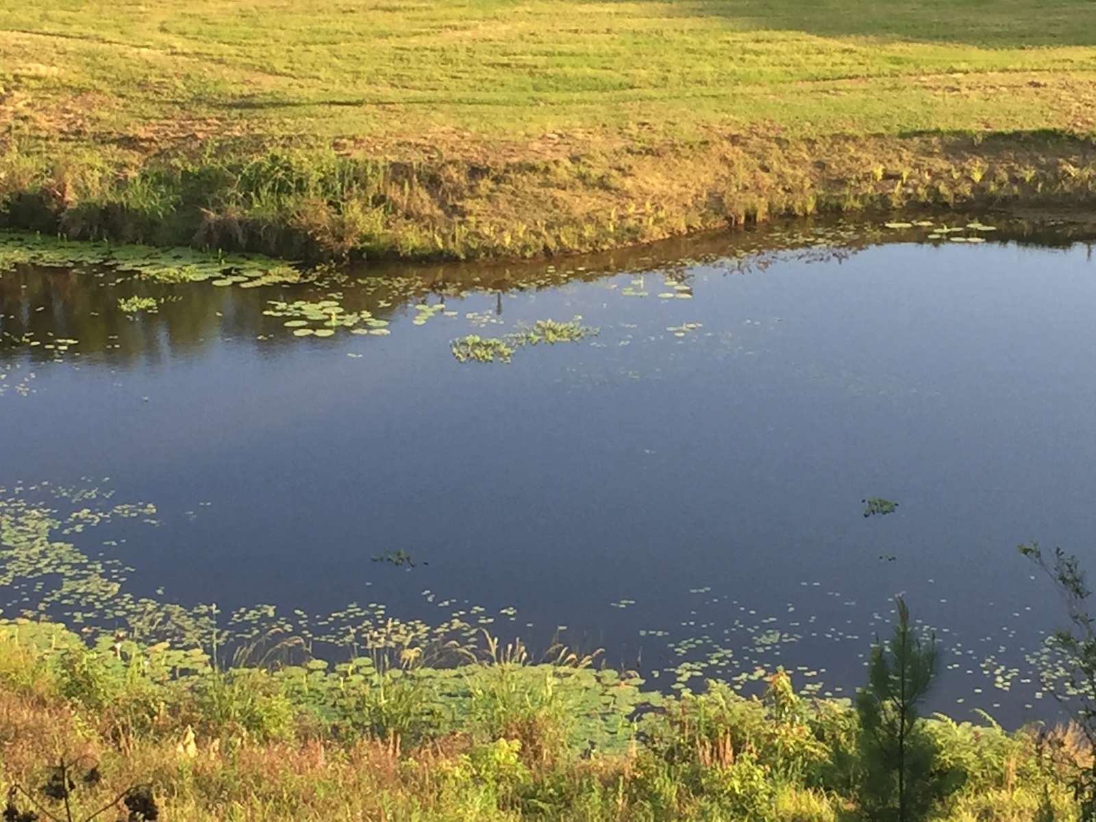 Coolamon Lake Hipcamp in Mullumbimby, New South Wales