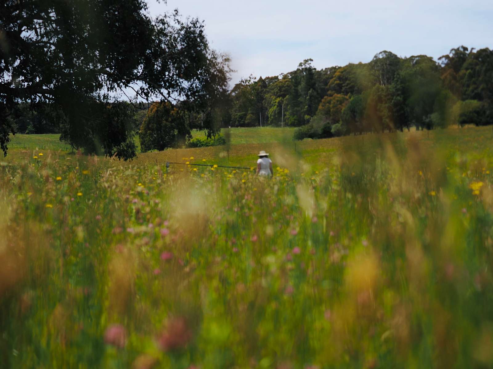 Strathaven Hipcamp in Patersonia, Tasmania
