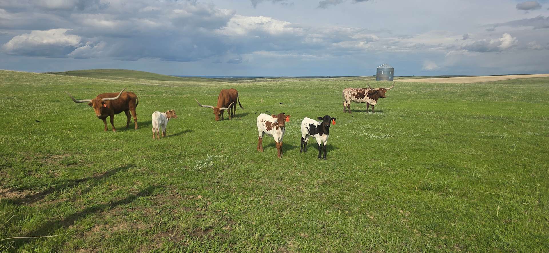 Montana Safari - Photo 2