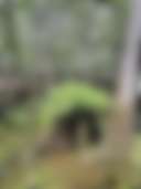 Manatee Springs Glamping - Photo 2