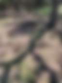 Goat Man Ranch - Photo 3