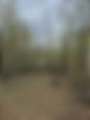 Wasilla Woods - Photo 2
