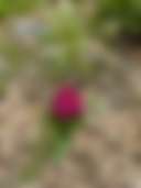 Petrichor Pines - Photo 2
